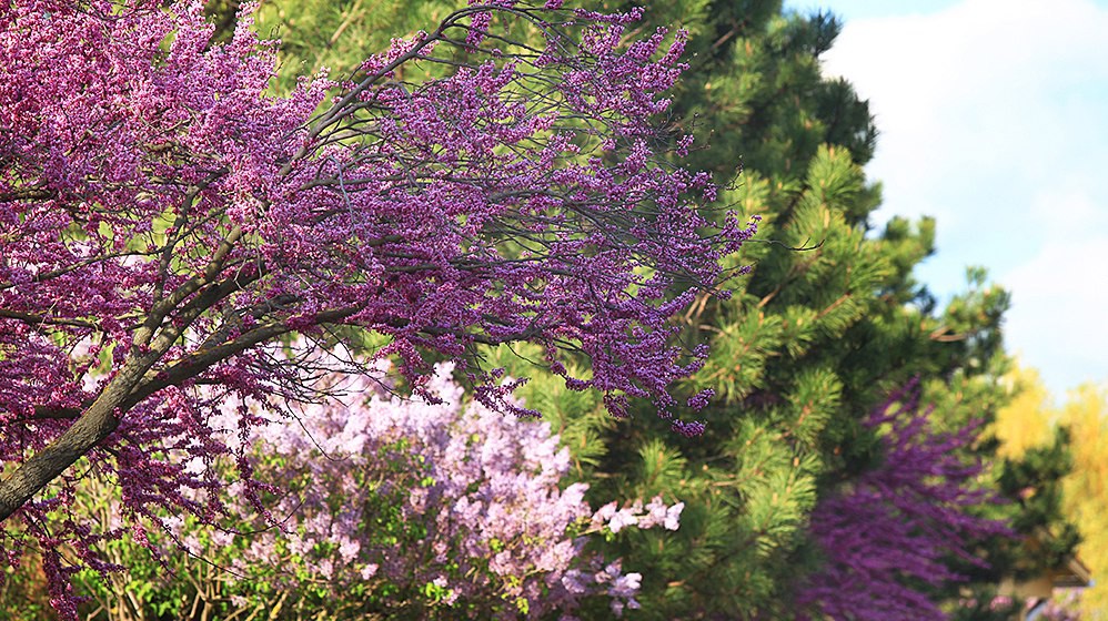  Ландшафтный дизайн